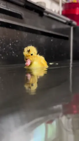 Baby duck. 💖💖
