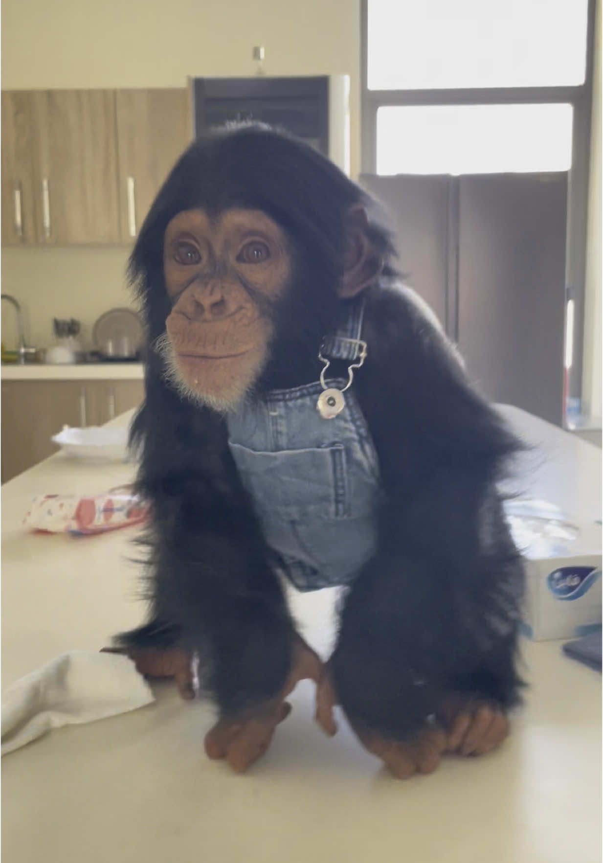 #monkey #animallover #baby #loveyou #fyp #for #you #fun #amazing #nordineduzoo #albuqaishprivatezoo #animal #dubai #emirates #daddy #familytime #monkeyface #chimpanzee 