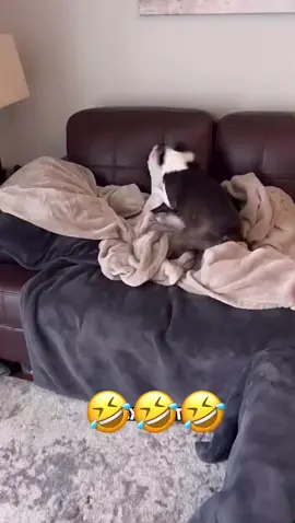 🥰🥰#dog #pet #animal #voiceover #funny #funnyvideos #foryou #viral 