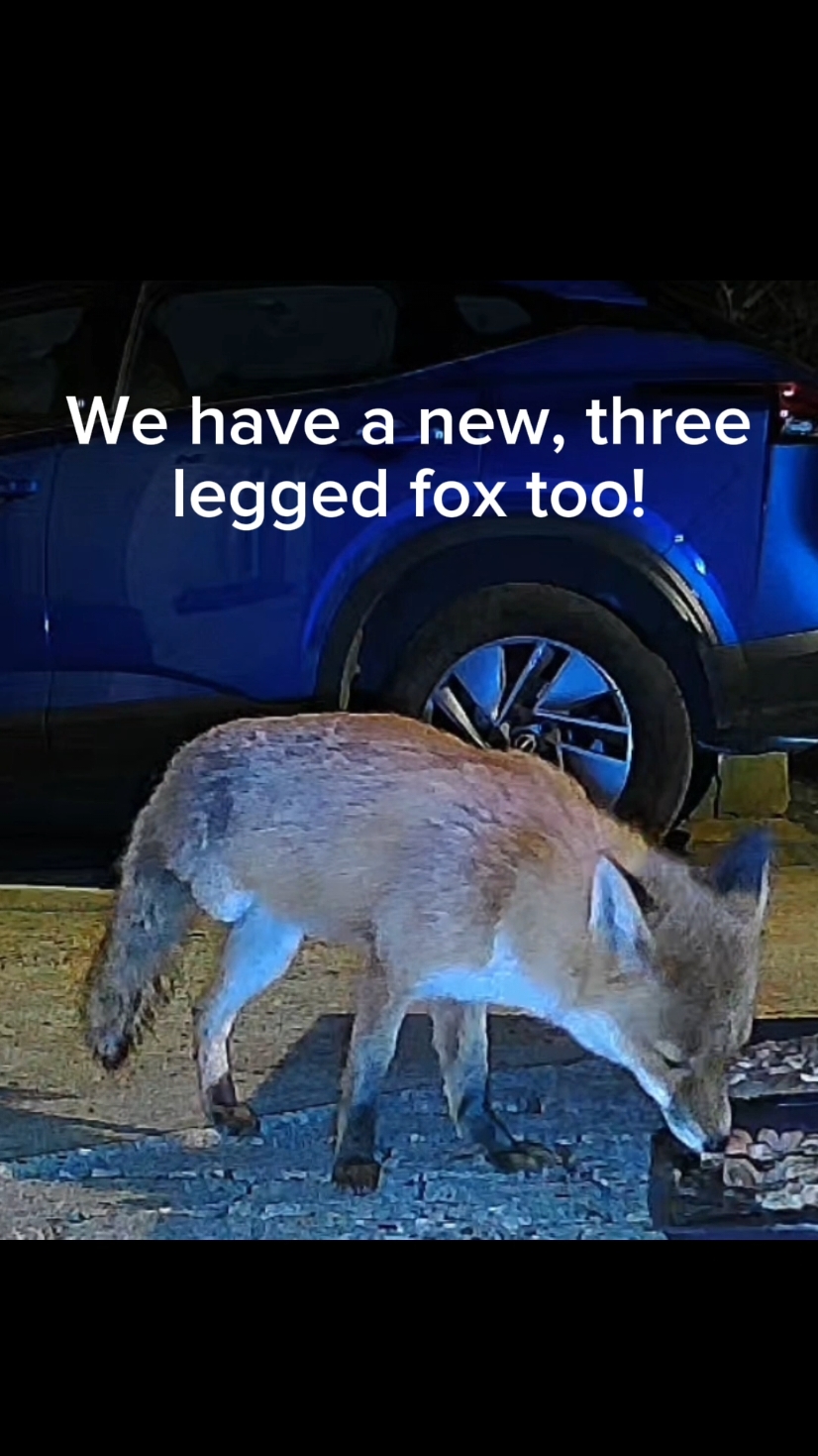 Two new foxes!  #fox #wildlife #cute #fyp #viralvideo #debs191307 