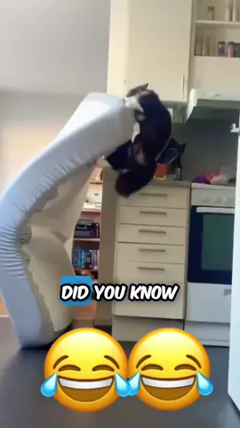 🤣🤣#catsoftiktok #dogsoftiktok #PetsOfTikTok #animal #voiceover #funny #funnyvideos #foryou #viral 