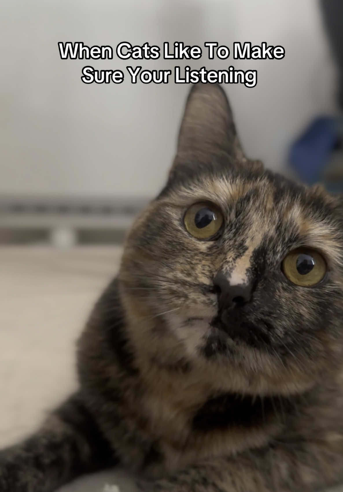 They Like to make sure we are listening by getting our attention 😆✨ #catsoftiktok #catlover #cattok #catlovers #fyp #foryoupagе #pets 