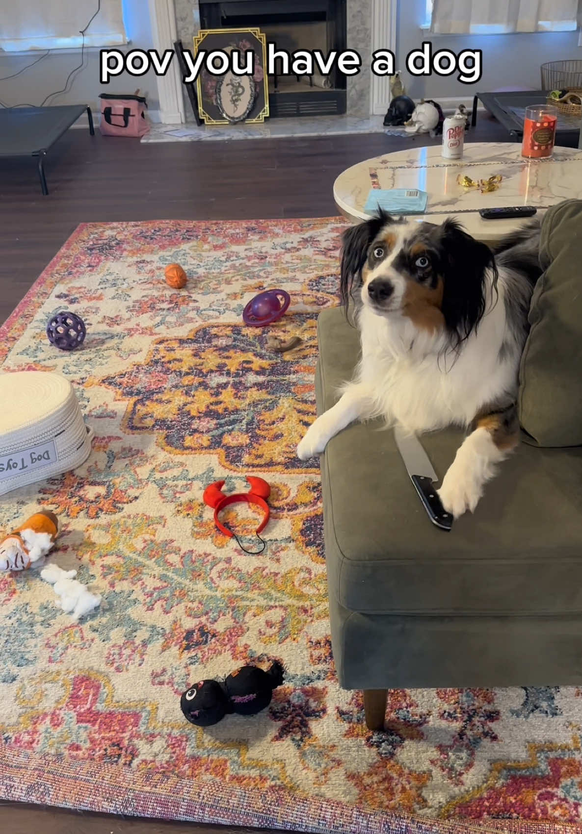 Not only did she make the place dirty, she sassed me, too 🙄  #fyp #dogsoftiktok 