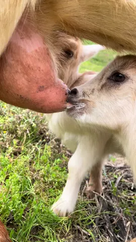 #goatlove #chèvres #mygoats🥰❤️🐐🤤 #goatbaby 