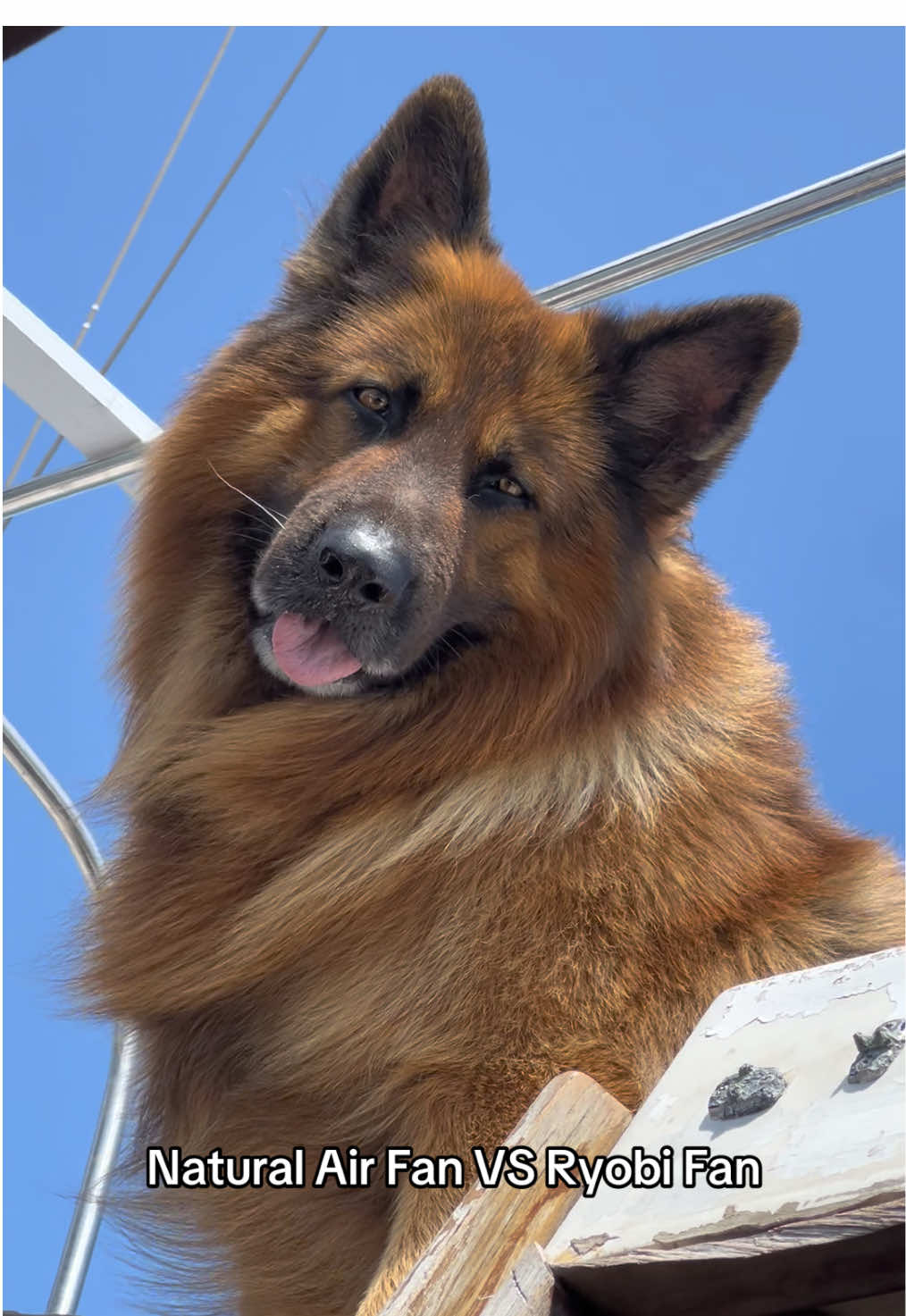 @RYOBI Tools USA #dog #germanshepherd #puppy #goldenretriever 