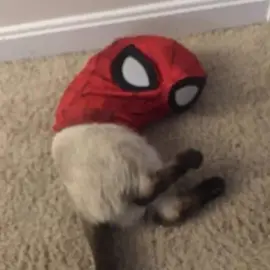 Spidercat 👻 #cute #cat #tik #foryou #fyp #tiktok