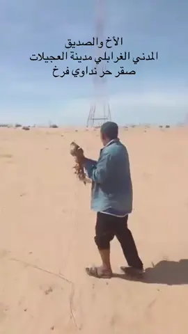ما شاء الله الله يبارك صقر حر نداوي فرخ .. طير طيب اللهم بارك#حمزة_احمودة_مصراتة_ليبيا #مشاهدات #محمود_الجبلي #الشعب_الصيني_ماله_حل😂😂 #طرابلس_بنغازي_المرج_البيضاء_درنه_طبرق #محضوره_من_الاكسبلور_والمشاهدات #ليبيا_درنه_بنغازي_اجدابيا❤️ #تويوتا_شعار_لا_يعرف_القانون😜💪🤛 #ليبيا_طرابلس_مصر_تونس_المغرب_الخليج #الشعب_الصيني_ماله_حل @🪶🪽🔥حسين احمودة 🔥🪽🪶 @منصف التواتي @المحترم🪶🔥أبوجوان🔥🪶يحترم @Haitham. elkadeke @ρяɪ🇱🇾иc⇡² @Tõma94 @riyad_ alhamrush @علي الديو @༺ ﮼إسلآٰمٌ ﮼إِحٓمٌودًةٰ ༻💎🐲 @💎🤍آنيہا🤍💎  @جبين المجد  @☆حَمِّزٍة إحَمِّوٍّدٓة☆  @WafaAl-Ghamdi 🇸🇦 