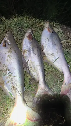 Tiếp tục báo cá đêm khuya nha anh em🎣🎣🎣#caucatunhien #caucatrasong #caucagiaitri #longan_62 #vinhhung62d1 #xuhuong #xuhuongtiktok 