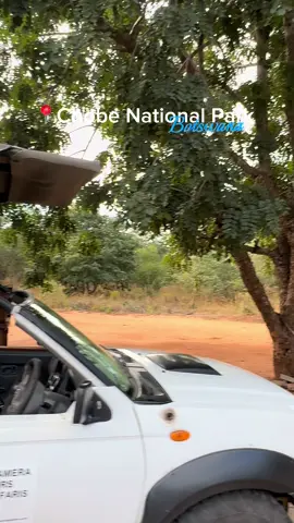 Spending Global Integration in Africa as a nursing student🩵 #nursingstudent #botswana #chobenationalpark #chobenationalparkbotswana #cuson #mde #columbiauniversity #studentnursesoftiktok #africa #safari #botswanatiktok🇧🇼🇧🇼 