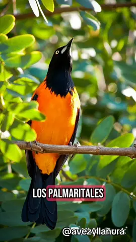 cómo pegan las aves en la música llanera 🤠 hermoso tema de @Jorge F. Guerrero S. mi copla guerrera y criolla  #paratiiiiiiiiiiiiiiiiiiiiiiiiiiiiiii #naturaleza #elllano #musicallanera #aves 