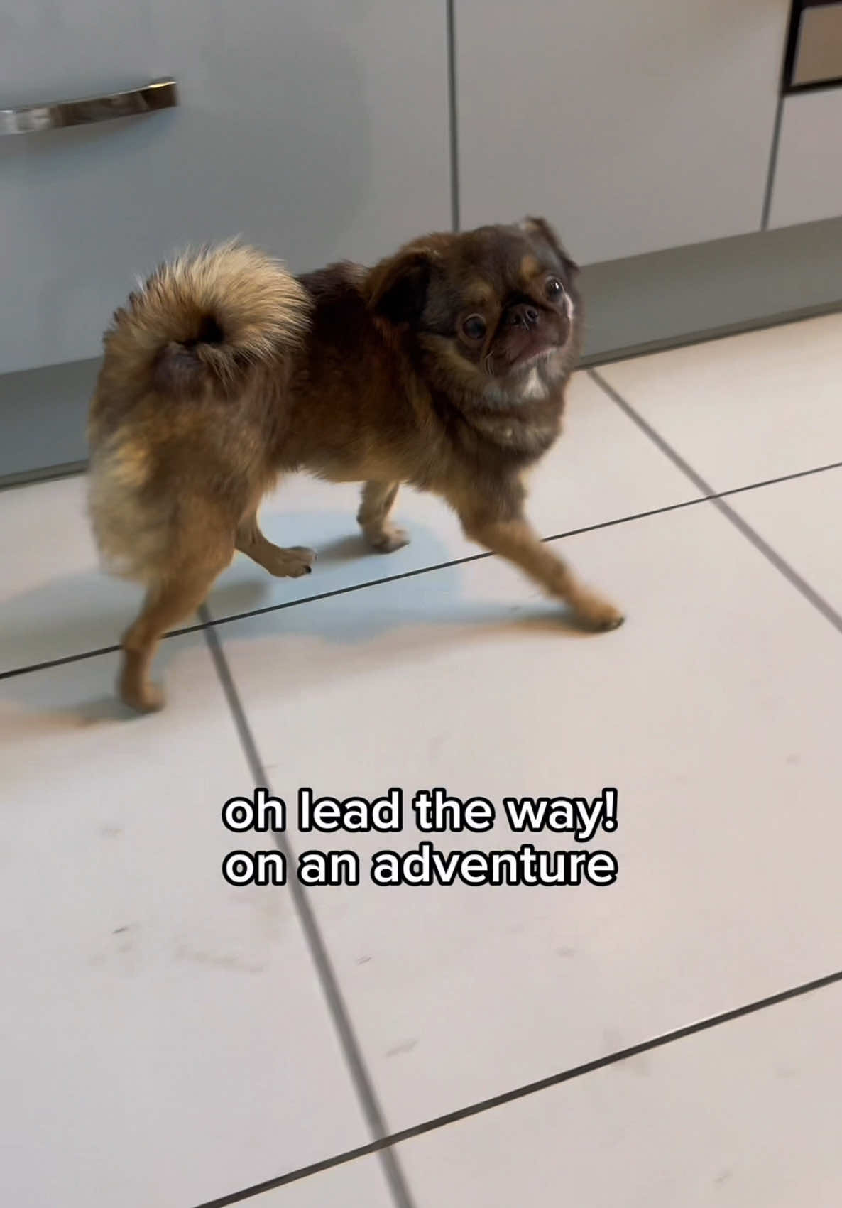 On an adventure!  #dogfunnyvideos #dogsoftiktok #doglife #dogowners #funnydog #fyp 