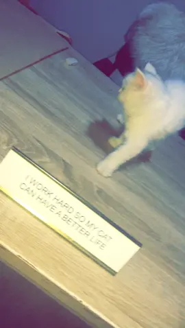 #cat #catsoftiktok #catlover #f #fyp #foryoupage #CreateWithEffects #challenge 