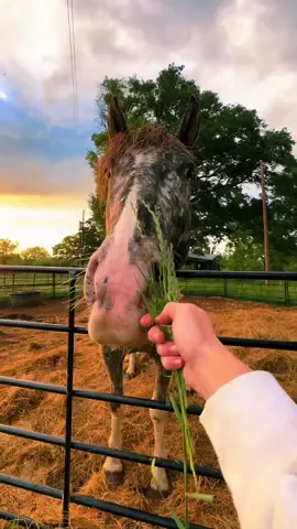 #thanksgiving #givethanks #gratitude #horsecheck #horses #horselove #horsegirls #horsegirl #horsesanctuary #horserescue #horserescuer #horselove #horselovers #horsesoftiktok #checkinghorses #animalsanctuary #animalrescue #animalsanctuaries #horsesontiktok #horses #horse