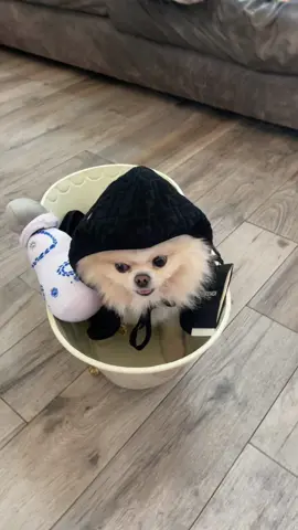 GOT TA BE SELLIN DIS SWAG #FYP #dog 