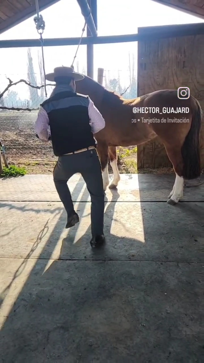 Bellaco entero 🤣🤣🤣 @Hector  #vidadecampo😍🤠 #campochileno🇨🇱 #huaso 