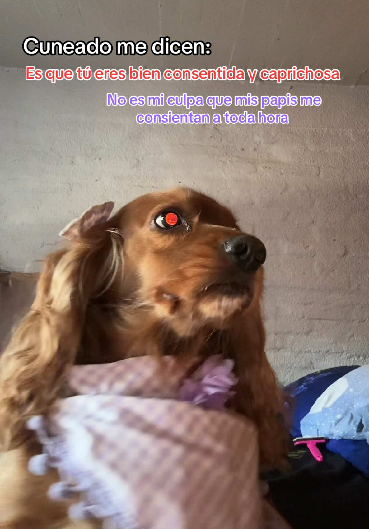 No es mi culpa 🙄🤣  #cocke #viralvideos #cockerspaniel #cockerspanielsoftiktok #cockerspanielpuppy #dogs #parati #humor #fypppppppppppppppppppppp #perritos #viralestiktok 