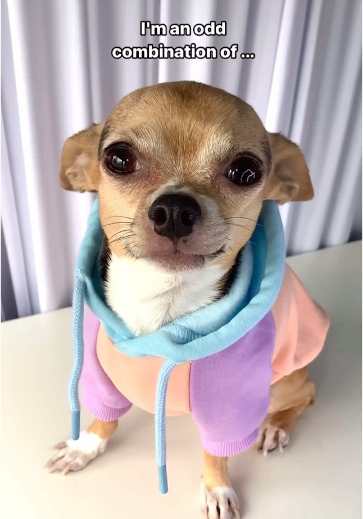 Don't let my appearance fool you.. I'm tiny but mighty😤❤️ #DogTok #FunnyDogs #CuteDogs #CuteDog #Funny #DogLover #DogLovers #Cute #DogsOfTikTok #FYP #ForYouPage #PuppyLove #DogLife #DogComedy #PetTok #ViralDogs #ChihuahuaLife #Chihuahua #ChiLife #Chihuahuas #Chihuahuastiktok #Puppiesoftiktok