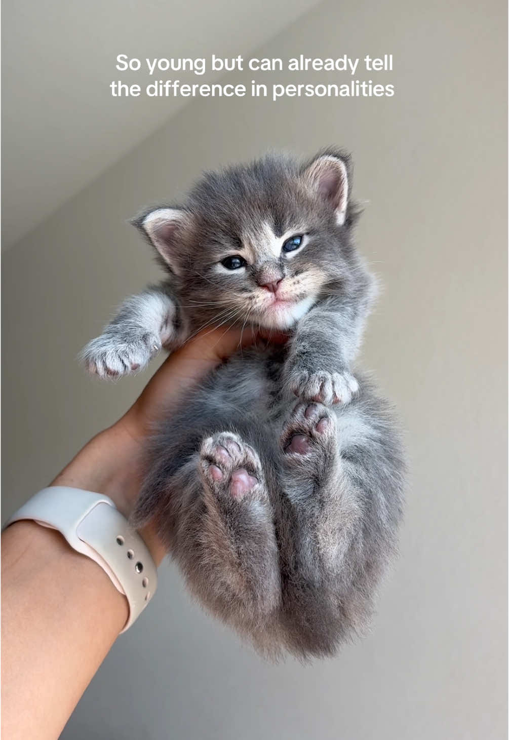 There’s always a dramatic one 😂 #mainecoon #kitten #kittenlovers #kittensoftiktok #mainecoonkittens #cat #meow 