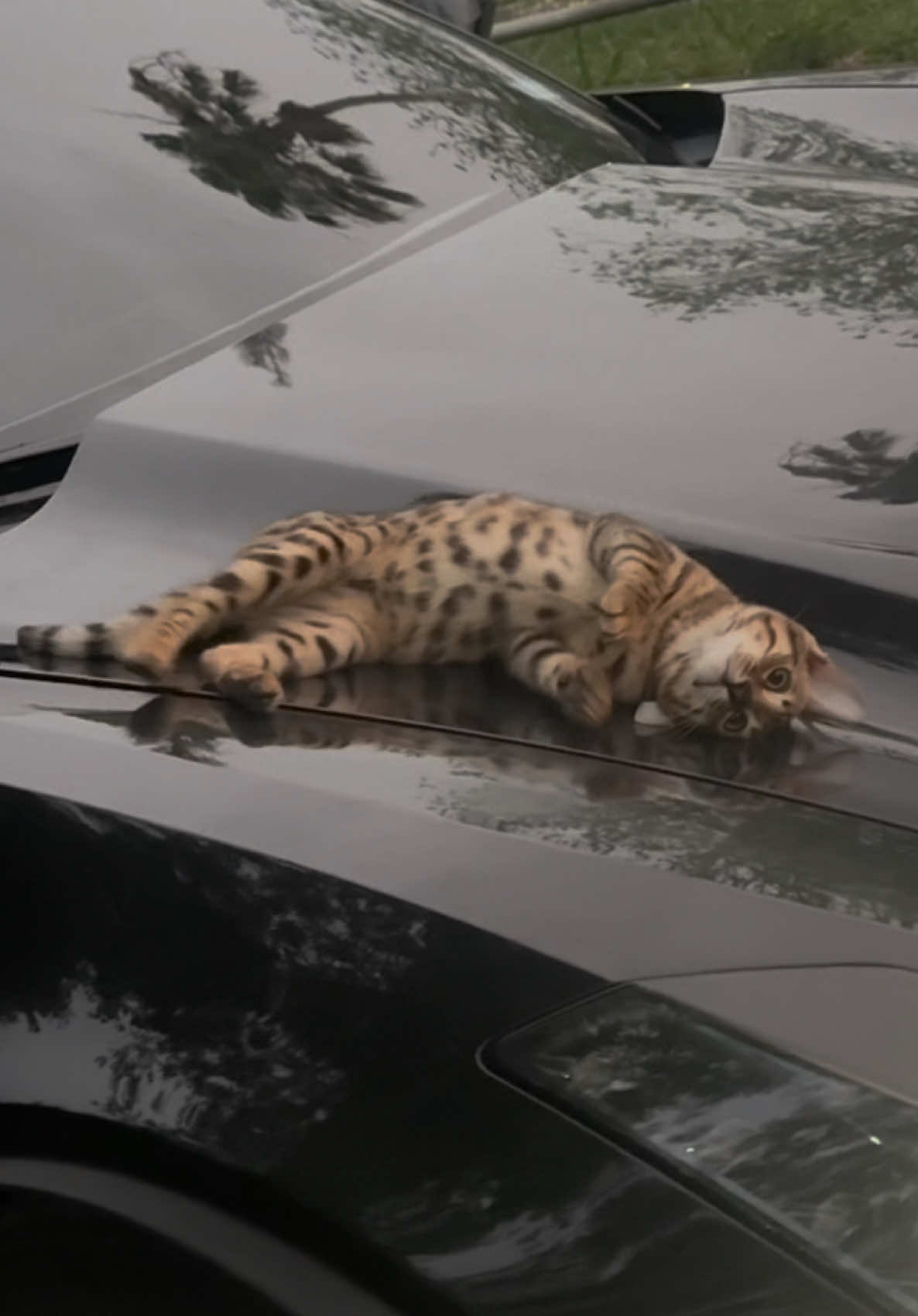 Simba in the vette #bengal #bengalcats #catsoftiktok #corvette #fyp 