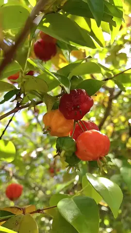 Dewandaru, Buah Sejuta Manfaat yang Jarang Diketahui Dewandaru merupakan buah yang dikenal oleh banyak masyarakat Indonesia sebagai tanaman suci karena dipercaya dapat mendatangkan rezeki. Nah, dari sisi medis, dewandaru juga bisa dianggap sebagai “pendatang rezeki” karena punya banyak manfaat bagi kesehatan tubuh. Dewandaru (Eugenia uniflora) merupakan buah asli dari Suriname dan Amerika Selatan yang sekarang sudah banyak tumbuh di berbagai negara, termasuk Indonesia. Buah ini dikenal dengan banyak nama, seperti ceri suriname, ceremai londo, ceri brazil, atau ceri cayenne. Beberapa kepercayaan di Indonesia menganggap pohon dengan buah yang asam dan manis ini bisa menjadi “jimat keberuntungan”. Katanya, orang kejatuhan ranting, daun, atau buah dewandaru akan mendapatkan kekayaan. Namun, di balik mitos ini, konsumsi daun dan buah dewandaru bisa memberikan banyak manfaat kesehatan. Manfaat Dewandaru untuk Kesehatan Manfaat dewandaru tak lepas dari banyaknya nutrisi pada daun dan buahnya. Buah dewandaru merupakan sumber vitamin A dan vitamin C yang baik, serta protein, kalsium, kalium, magnesium, fosfor, beta-karoten, dan karotenoid. Sementara itu, daunnya mengandung senyawa tanaman yang berperan sebagai antioksidan. Berikut ini adalah manfaat kesehatan yang bisa diperoleh dari tanaman dewandaru: 1. Menurunkan panas tubuh 2. Mengatasi diare 3. Menjaga kesehatan kulit 4. Mengatasi infeksi kulit 5. Menjaga kesehatan mata 6. Menjaga tekanan darah tetap stabil. 7. Mencegah pertumbuhan sel-sel kanker. 