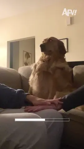 After careful consideration, he IS a good boy 😂 #afv #dogs #funny
