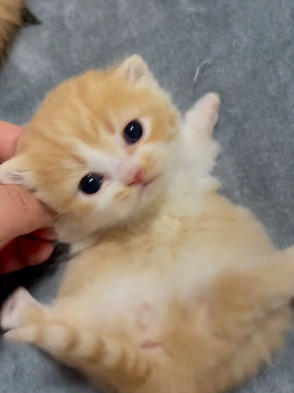 Cute baby 😚♥️💋 #kittycat #kittens #foryoupage 