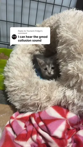 Replying to @Tsunami fridge To satisfy yall lol #fyp #disabledcats #twoleggedcat #kitten #rescue #twistedlegskitten #gmod