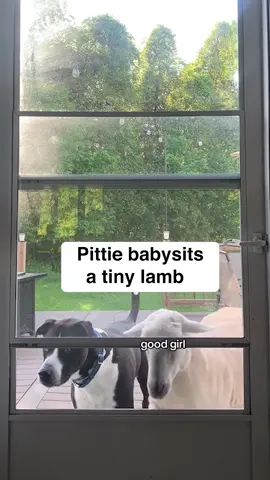 Huge dog takes care of baby lamb  Find Erin, Queso and Olive on Tiktok: @thelittlesanctuary Follow Cuddle Buddies for more animal stories  #animalfriends #babysheep #pitbull 