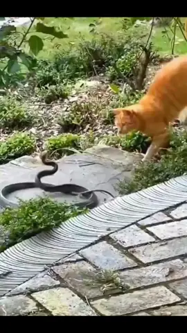 Snake and cat#nature🐾 #snake#cat