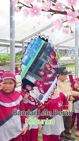 @tkit_ashshohwah  @bandar_lele_berau #Bandar_lele_berau  #berau  #kaltim 