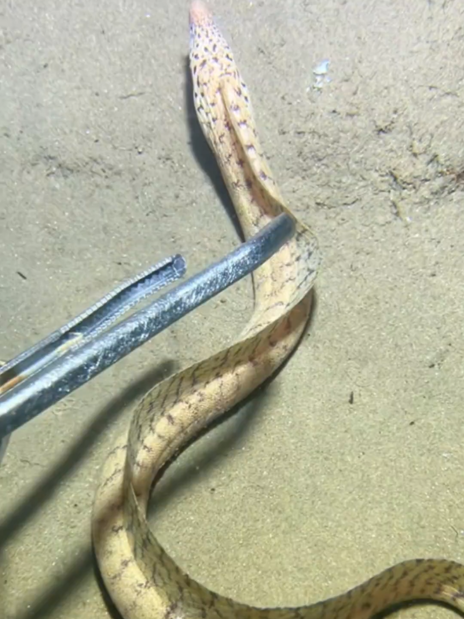 #diving #crab #catchthesea #seaside #seafood #fish #eel #lobster #seangsolofishing