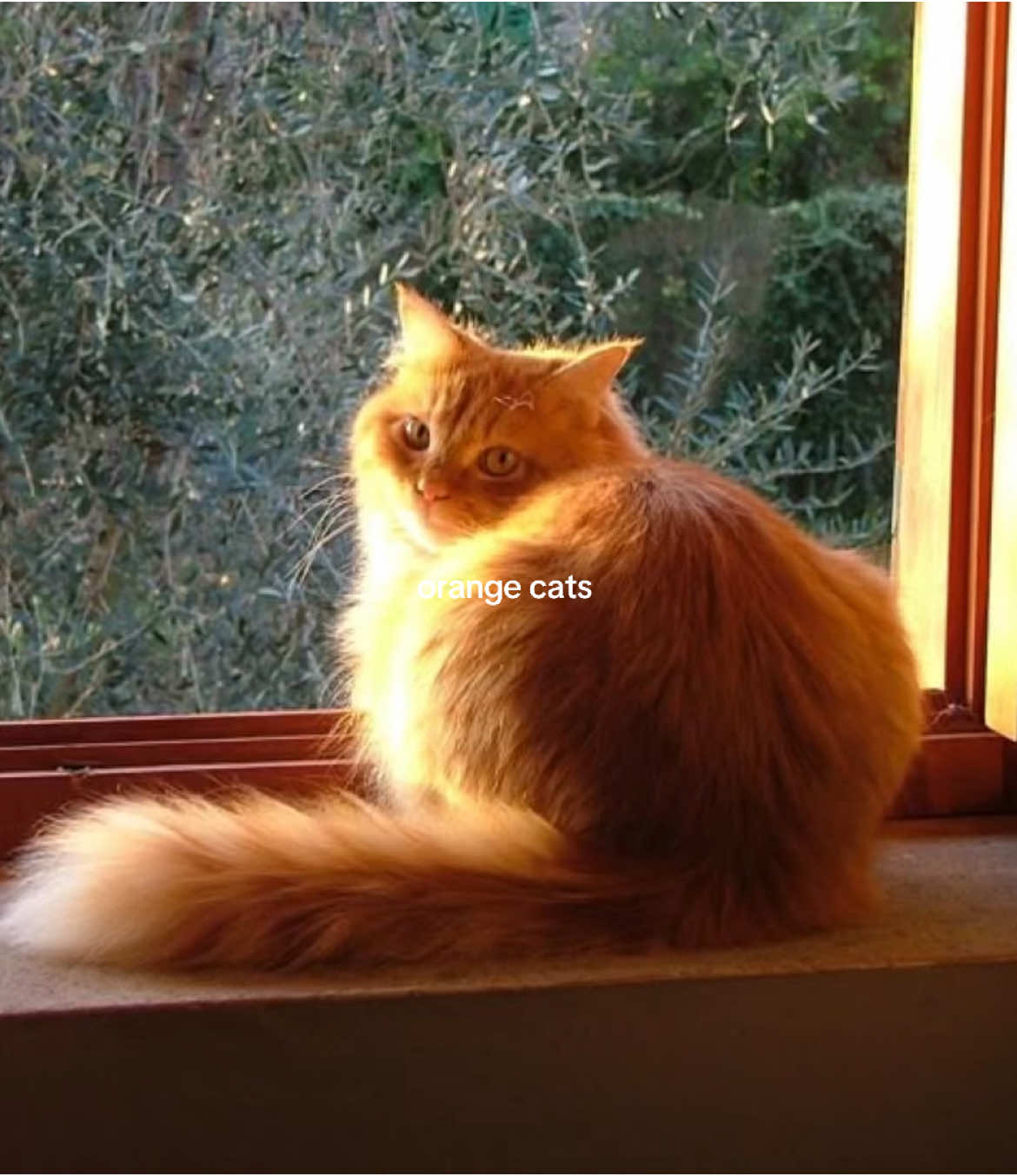 🐈 #orange #cat #cats #orangecat #orangecats #catlover #catsoftiktok #cattok #kitty #aesthetic #vibes #pinterest #fyp #cinnamoony 