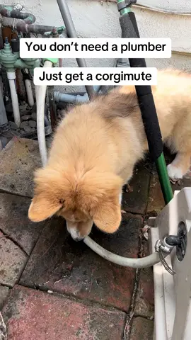 Hard at work #apollothecorgimute #dog 
