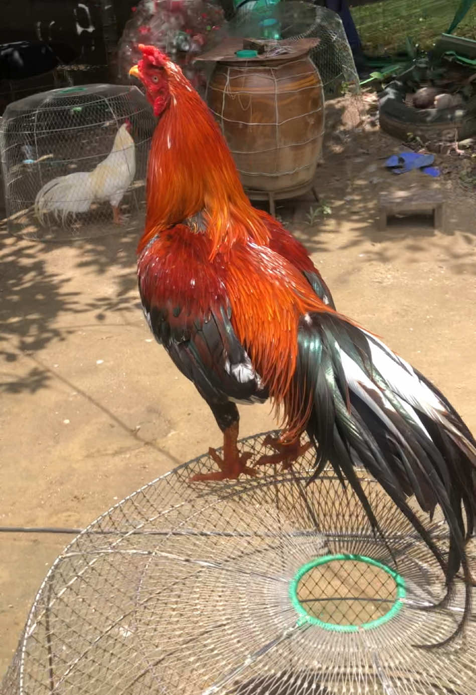 #ค่ายไก่เบญตะวัน #ไก่เดือยภาคใต้ #ไม่ใช่การทารุนกรรมสัตว์❤🐓 #ไม่ใช่การทารุนกรรมสัตว์❤🐓 #ฟีดดดシ 