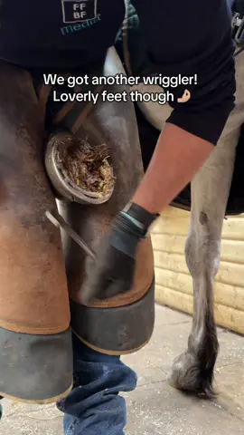 Judy is the star of the show! 🙌🏼 #fyp #forfarriersbyfarriers #oddlysatisfying #hoofcare #hoofcleaning #farrier #asmr 