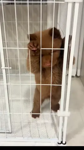 😂😂😂 #xuhuong #trend #fyp #funny #viral #dog #cutedog #dogsoftiktok 