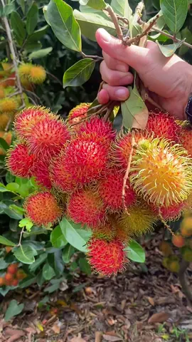 🧑🏻‍🌾👩🏻‍🌾👍🏻😋 Rambutan has a sweet and refreshing taste, have you eaten it yet? #new #hot #fruit 