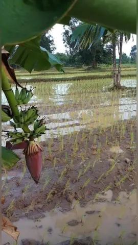 #ธรรมชาติบ้านเฮา #ทุ่งนา 