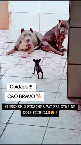 #pinsher vs #pittibul O PINSCHER VAI PRA CIMA DE DOIS PITBULLS !😡
