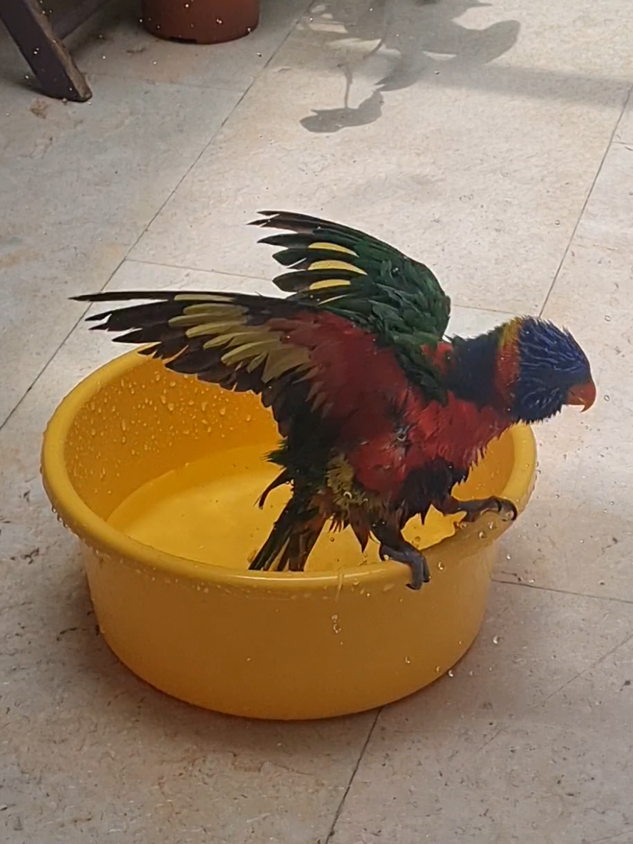 🐟🦜Piko the fish is enjoying his morning bath in his favorite yellow bucket #rainbowlorikeet #lory #bird #birdsoftiktok #lorikeet #parrot #pet #bath #bathtime 