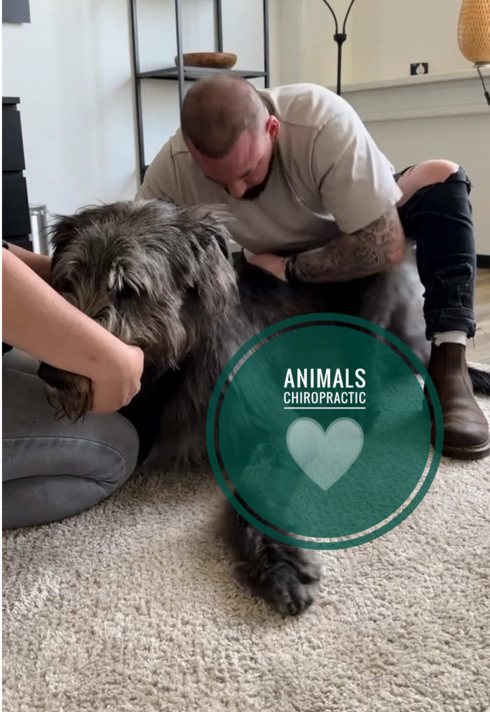 Animals with back pain 🥹🥹🥹 • • • #foryou #asmr #animal #animals #chiropractortiktok #türkiye #chiropractic #hund #hundeauftiktok #tiere 