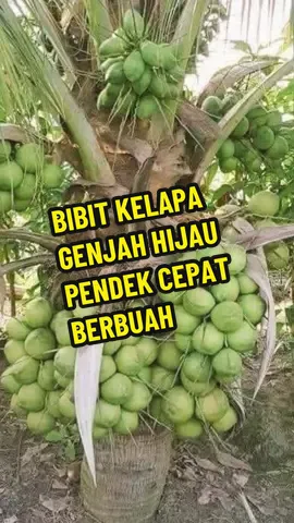 Bibit kelapa genjah hijau pendek cepat berbuah#kelapagenjah #bibittanaman #bibitkelapagenjah #wibgajian 