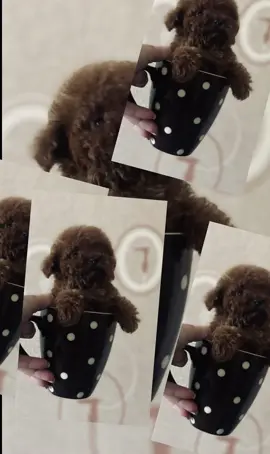 #teacupdogs #teacuppuppies 