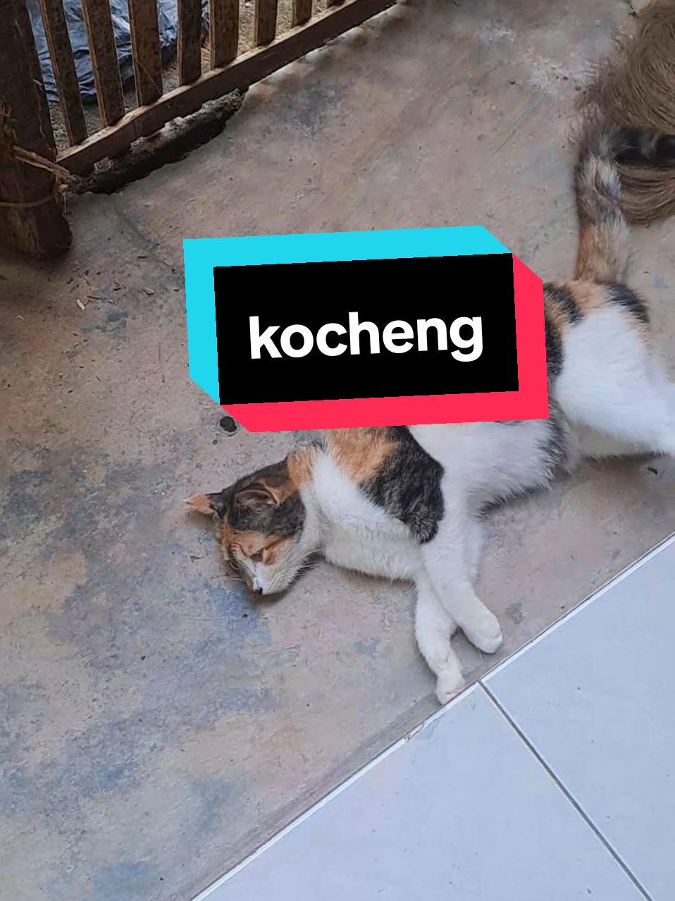 kocheng 🐈koceng orencampur #fyp #kucing #cat #fyp 