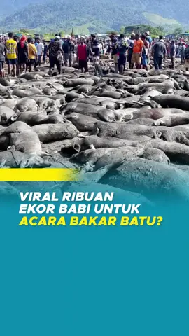 Viral di media sosial ternak babi bergelimpangan telah disembelih untuk acara adat bakar batu. Salah satu unggahan menyebut 2000 ekor babi itu dihabiskan untuk acara syukuran Gubernur Papua Pegunungan, John Tabo, di Sentani, Kabupaten Jayapura. Unggahan tersebut menuai pro kontra. Sejumlah netizen menentang bilamana syukuran itu menghabiskan dana puluhan miliar rupiah yang bersumber dari APBD.  Dari penelusuran Papuadaily, Gubernur Papua Pegunungan, John Tabo, memang telah menggelar pesta rakyat di Sentani pada 23 April lalu. Namun, ritual bakar batu itu tidaklah menghabiskan hingga ribuan ekor babi. Tempo melaporkan, 400 ekor babi disiapkan untuk disantap bersama dalam syukuran pelantikan Gubernur Papua Pegunungan. Kendati begitu, jika harga babi rata-rata Rp15 juta per ekor, maka dibutuhkan sekitar Rp6 miliar untuk membeli 400 ekor babi.  Di samping itu, pemerintah tengah berupaya melakukan efisiensi anggaran termasuk operasional kepala daerah.