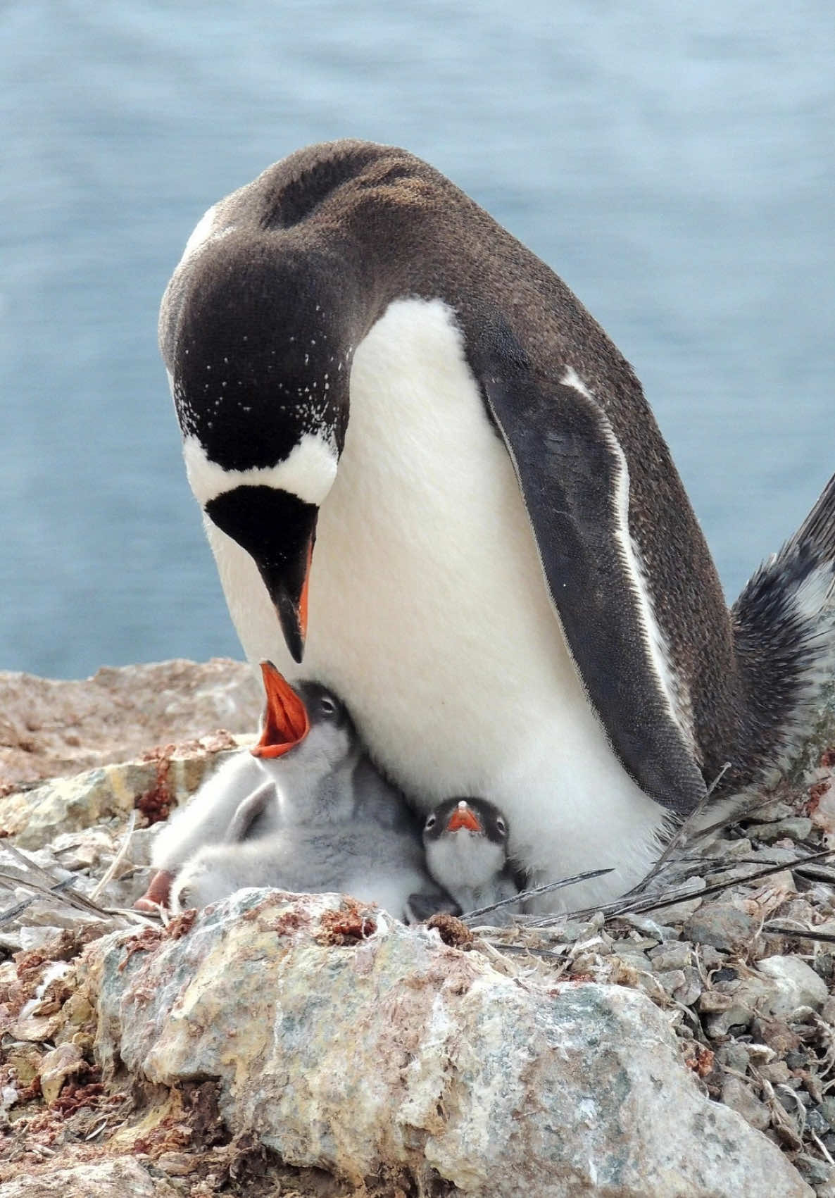 Take a little scroll break and enjoy some of our fave penguin moments to celebrate World Penguin Day 🐧💙 Got a favourite? Let us know in the comments 💬 📸 credit to: Makri27 u_zwlh4zbli2 clara5656 Ken_Haley Fofent DanishPhotoArt Pexels jodeng