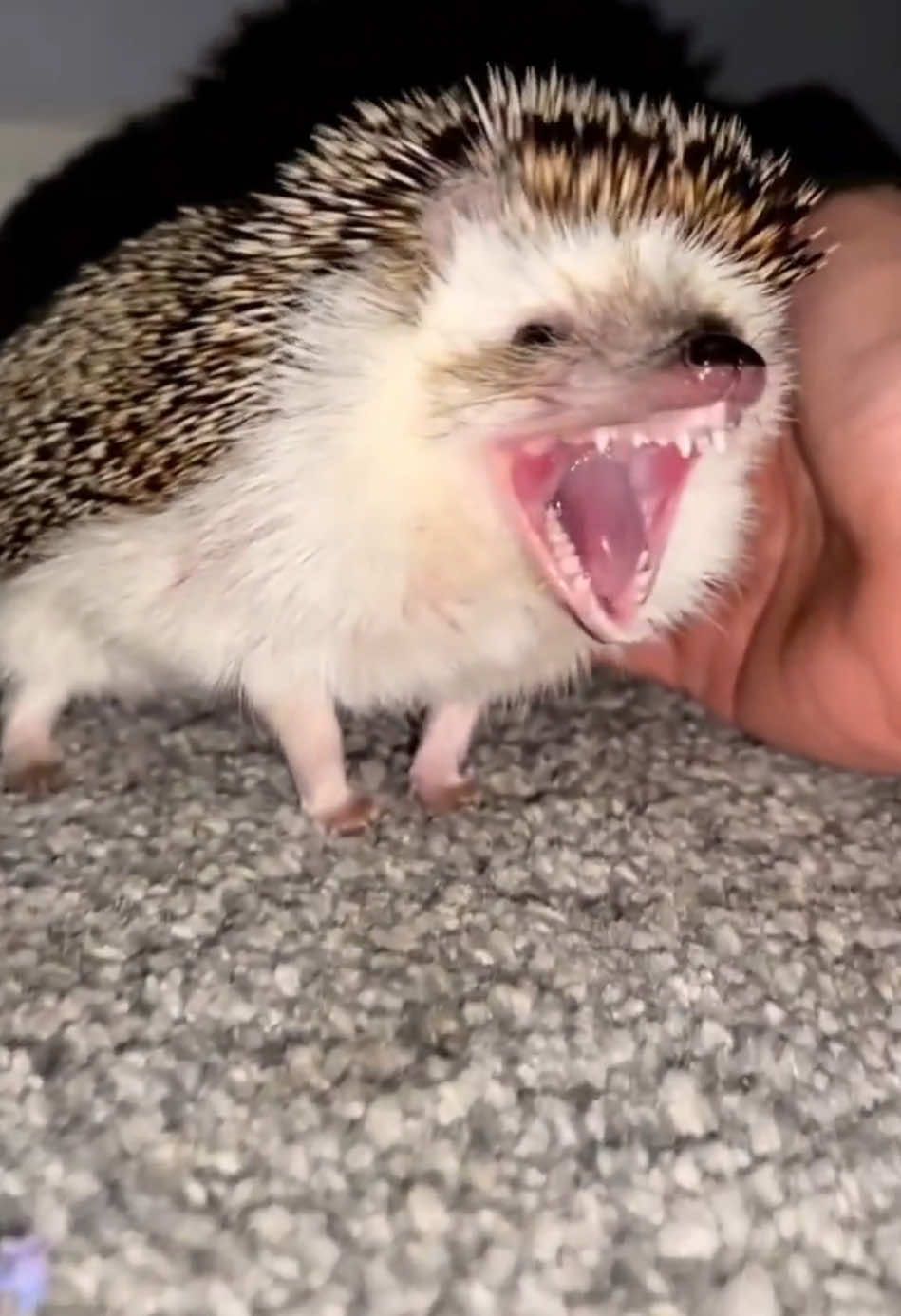 Hedgehogs are so interesting!#hedgehog #funny #cute #🥰😂😂 #fyp #funnyvideos 