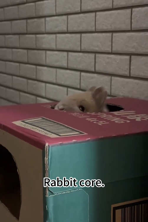 Rabbit core.#rabbit #rabbitsoftiktok #rabbits #bunny #funny #funnyanimals #cuteanimals #foryour #fyp 