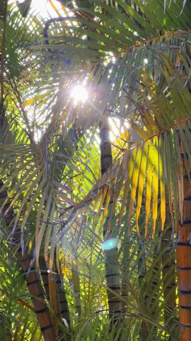 Guten Morgen ☀️  Letzter Urlaubstag auf Gran Canaria. Noch einmal die Sonne genießen ☀️🥰  #grancanaria #meloneras #baobab #osterferien #sonne 