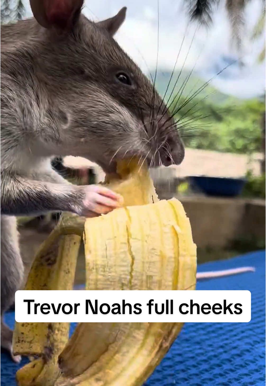 Full Cheek Friday with HeroRAT Trevor Noah! 🥜 Peanut mission: complete. 🍌 Banana bonus: secured.  Just another friday with one of our HeroRATs and full cheeks! #HeroRAT #APOPO #HeroRATs #apopoherorats #africangiantpouchedrat #rats #ratsoftiktok #FullCheekFriday #SnackTime #weekends #WeekendVibes #FullCheeks 